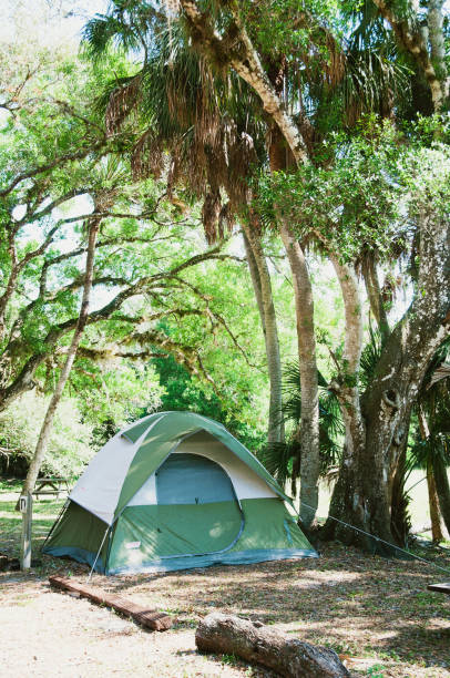 Tent sits underneath palm trees next to river stock photo