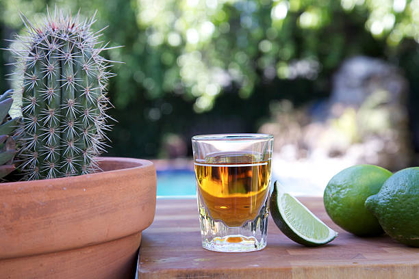 Tequila shot with limes and a cactus. stock photo