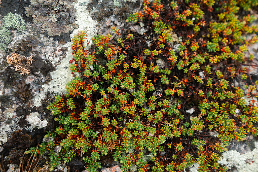 Moss and yagel on the northern rocks, plants and nature of the Arctic Ocean. Teriberka village, Kola Peninsula, Russia, Barents Sea