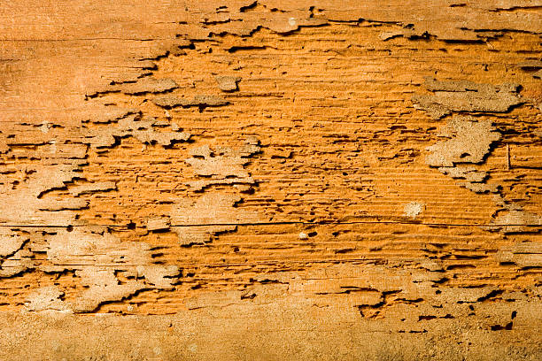 Termite Damage Damaged wood detail. termite damage stock pictures, royalty-free photos & images
