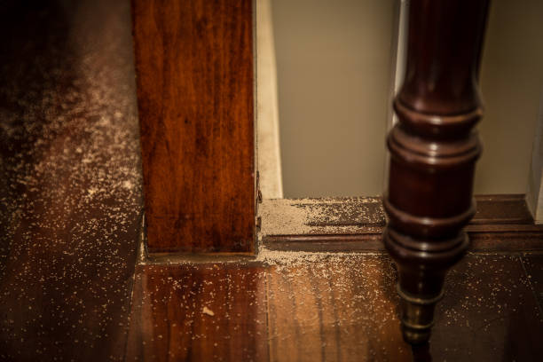 Termite Dropping Indoors evidence of termites in the house. droppings from banister showing proof. termite damage stock pictures, royalty-free photos & images