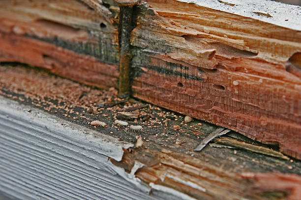Termite Infestation Live termites eating wood. Frass or wood droppings present. termite damage stock pictures, royalty-free photos & images