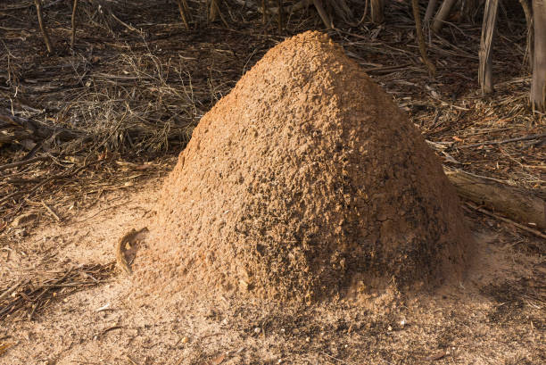 Termite mound in Australian wilderness stock photo