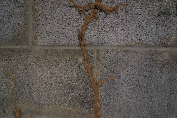 Termite mud tubes on a concrete wal stock photo