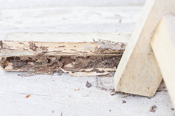 termite And termites nest in plywood. termite damage stock pictures, royalty-free photos & images