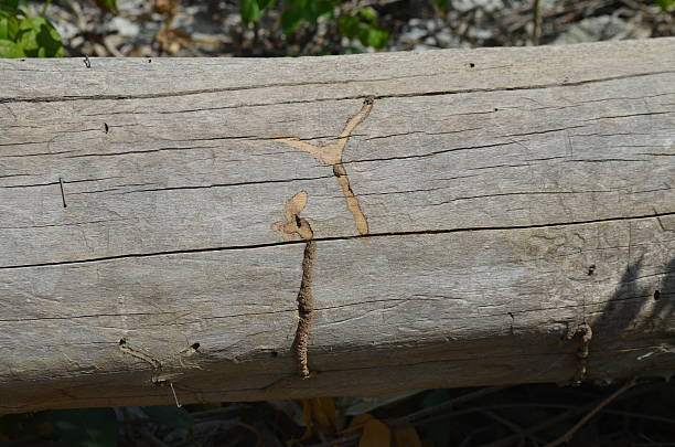 Termites are nesting in the timber. stock photo
