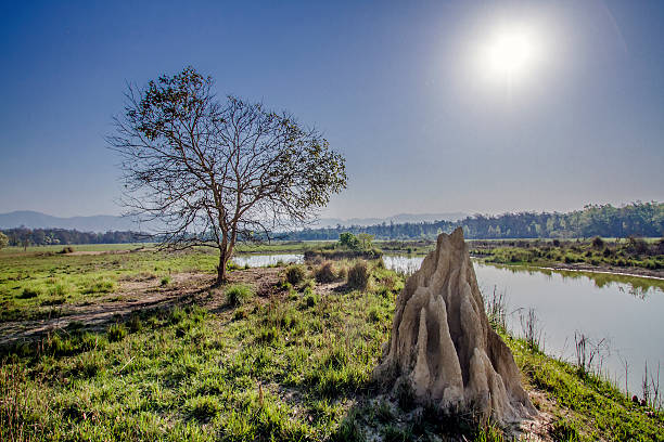 Termite's mound in Bardia, Nepal Bardia national park, Nepal chitwan stock pictures, royalty-free photos & images