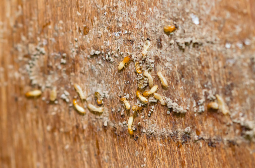 What interesting animals eat termites?