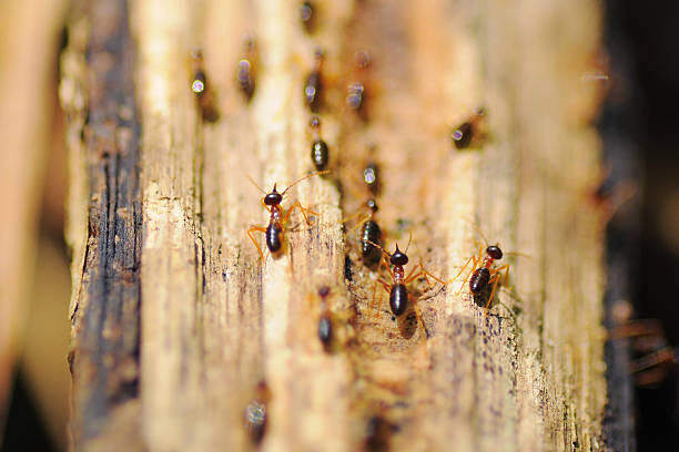 Termites running on the wood selective focus stock photo
