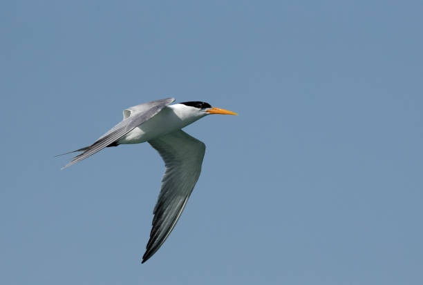 Terns are seabirds in the family Sternidae stock photo
