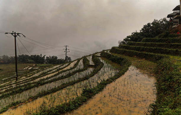 Terrace rice cultivation in Muong Hoa Valley stock photo