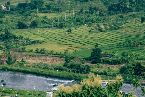 Terraced rice farming at Blitar, Indonesia stock photo