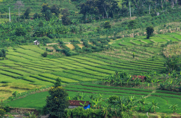 Terraced rice farming stock photo