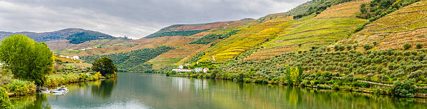 Terraced vineyards and olive groves along the Douro River. stock photo