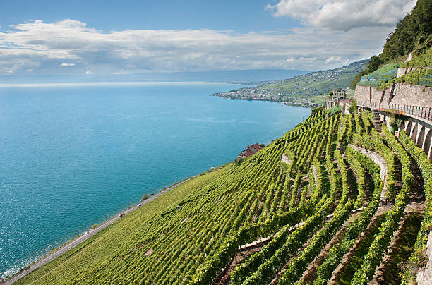 Terraced Vineyards of Lavaux Wine Region stock photo