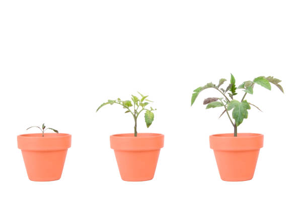 Terracotta Planters with Tomato Plants stock photo