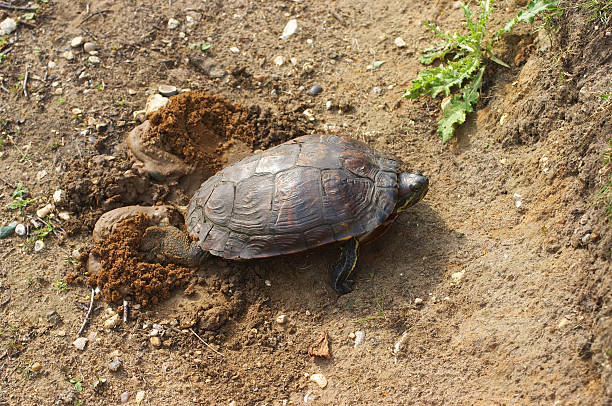 tartaruga fluvial trachemys scripta elegans ovos em wild grã-bretanha - tartaruga selvagem imagens e fotografias de stock