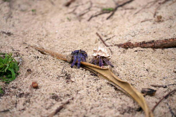 granchio eremita terrestre, coenobita purpureus stimpson -- specie protette a livello nazionale, sulla spiaggia di tomori ad amami oshima, kagoshima, giappone - tomori foto e immagini stock