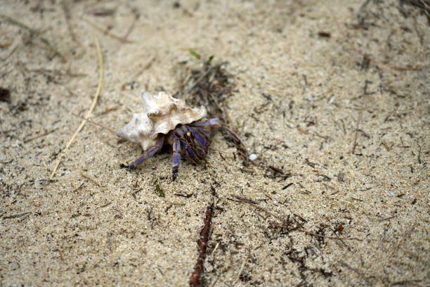 granchio eremita terrestre, coenobita purpureus stimpson -- specie protette a livello nazionale, sulla spiaggia di tomori ad amami oshima, kagoshima, giappone - tomori foto e immagini stock
