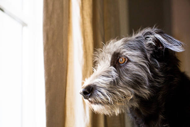 Terrier Dog Looking Out Window stock photo