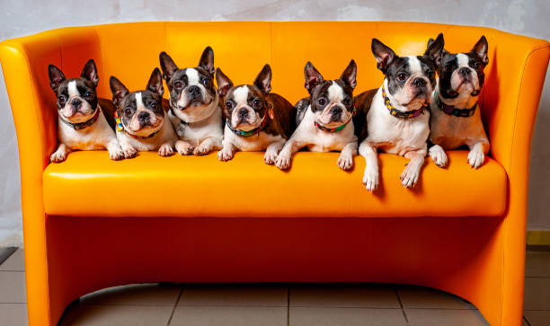 7 dogs sitting side by side on the sofa, Boston terrier