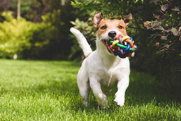 Terrier playing with a colourful ball stock photo