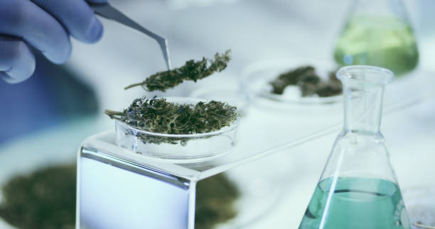 Testing Medical Marijuana in Laboratory. Close -up. Man working in lab. Testing medical marijuana buds cannabis narcotic stock pictures, royalty-free photos & images