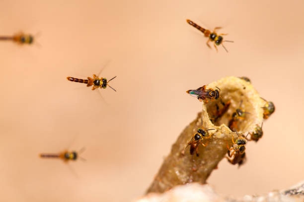 Tetragonisca angustula colony - honeybees jatai - in flight stock photo
