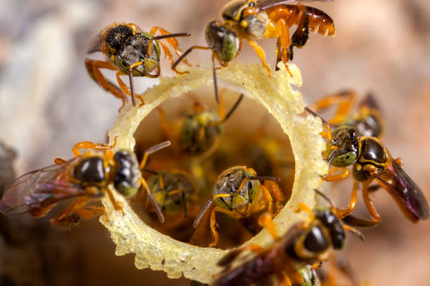 Tetragonisca angustula colony - honeybees jatai stock photo