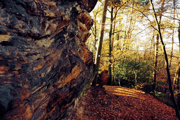 теутобургский лес в германии - wald стоковые фото и изображения