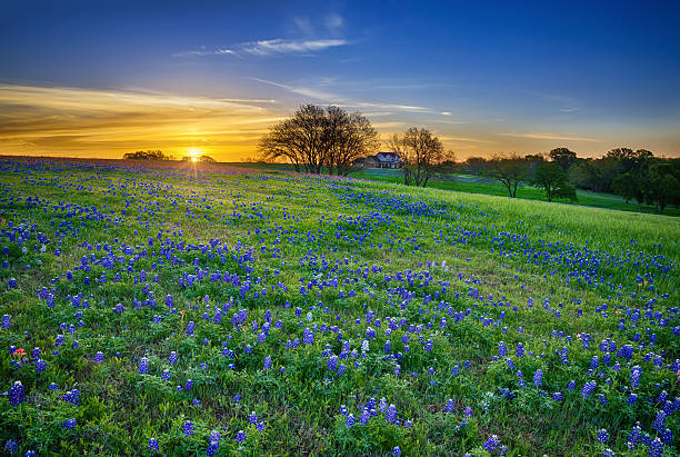 Texas bluebonnet field at sunrise Texas bluebonnet spring wildflower field at sunrise pea flower photos stock pictures, royalty-free photos & images