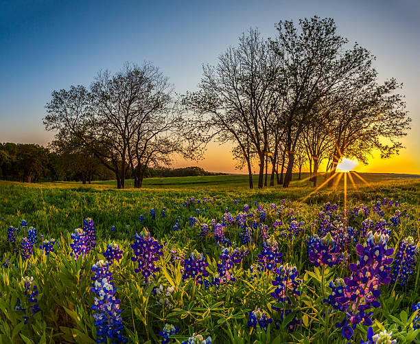 Texas bluebonnet filed at sunset in Spring stock photo