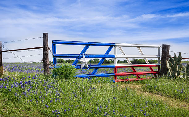 Texas bluebonnets along a fence in spring Bluebonnet field and a fence with gate along roadside in Texas spring gate photos stock pictures, royalty-free photos & images