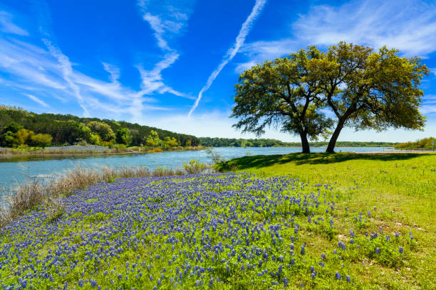 Texas Bluebonnets Beautiful bluebonnets along a lake in the Texas Hill Country. pea flower photos stock pictures, royalty-free photos & images