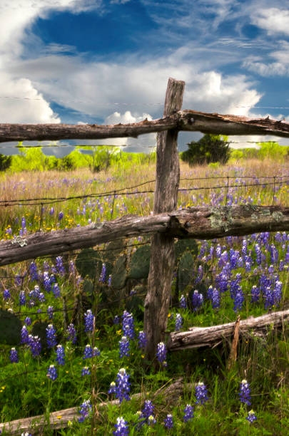 Texas fence post guarded by cactus and blue bonnets stock photo