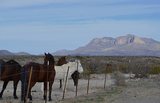 Texas Horses stock photo