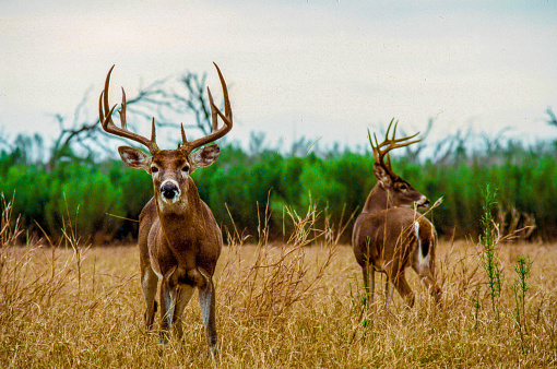 deer, trophy, antler, animal, antler, white tailed deer, wildlife, majestic, game, season, hunting, ranch, deer lease