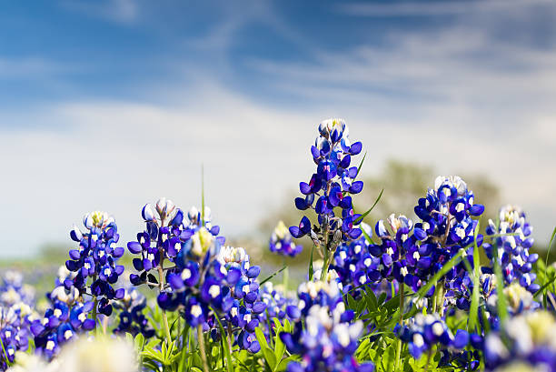 Texas Wildflowers stock photo