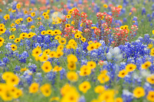 Wildflowers in full bloom in the Texas Hill Country.