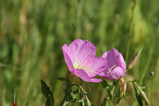 Texas wildflowers - pink primroses