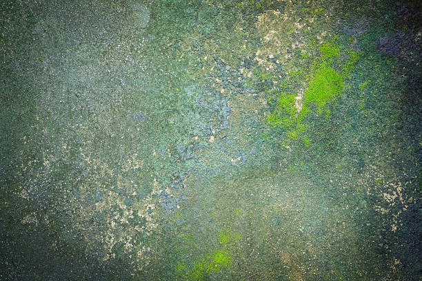 質感と表面の moss の成長のコンクリートの床 - wood texture ストックフォトと画像