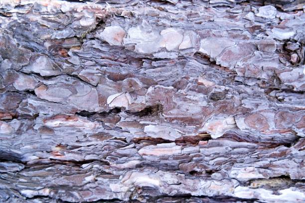texture bark pine wood shades of gray and brown stock photo