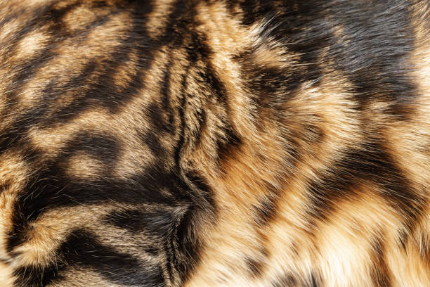 текстура меха бенгальского кота крупным планом полосатый мех, кожа. - bengals стоковые фото и изображения