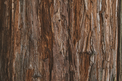 Texture of a redwood tree trunk