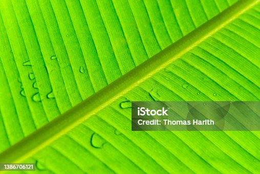 istock Texture Of A Wet Banana Leaf 1386706121