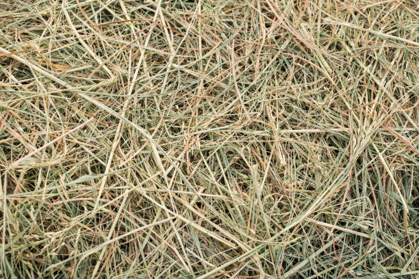 Texture of dry straw stack on ground Texture of dry straw stack on ground hay stock pictures, royalty-free photos & images