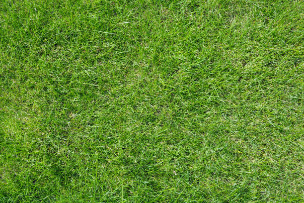 het patroon van licht groen gras. - grass texture stockfoto's en -beelden