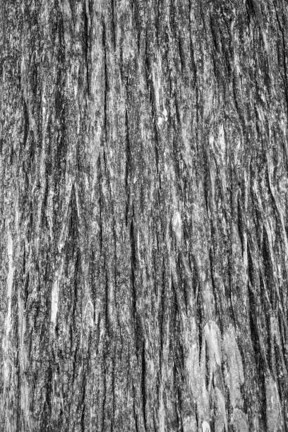 textuur van de oude kale cipressenboomschors. - bald cypress tree stockfoto's en -beelden