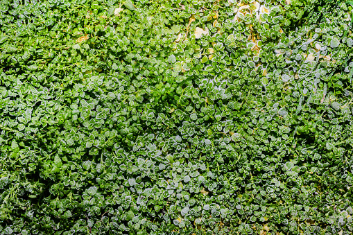 Texture upper view photo of green frozen grass surface.