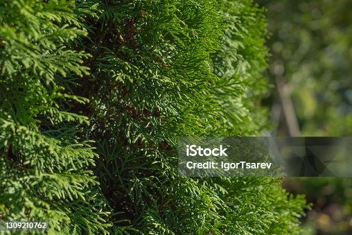 istock Textured background of green leaves and twigs of thuja tree 1309210762